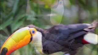 Can this toucan be in the top ten in the bird world?