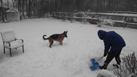 Emocionado Ovejero Alemán adora jugar en la nieve