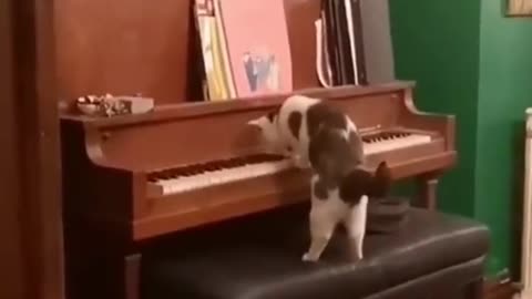 Cutest pet cat playing pretty piano