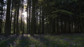 Bluebell Woods - English Forest - Birds Singing - No Loop - Relaxing Nature Video & Sounds