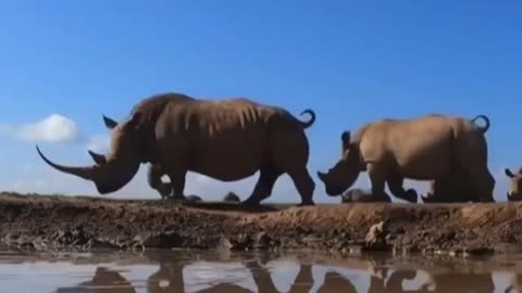 Rhino Animals4World