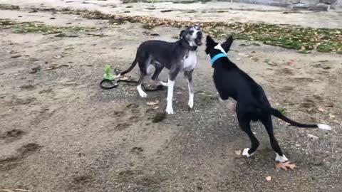 Phineas and Hank at the beach