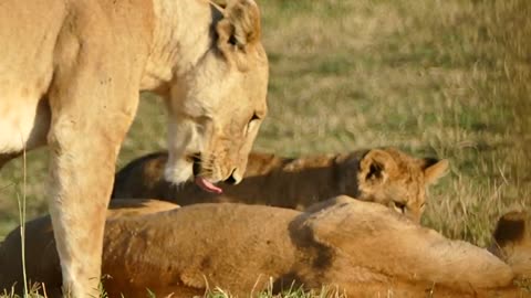 12.Kenyan lions and cub grooming and playing