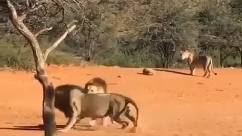 lions fighting for territory