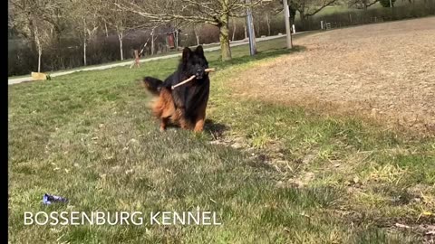 VERY BEAUTIFUL BIG SIZE GERMAN SHEPHERD DOG PLAYING.