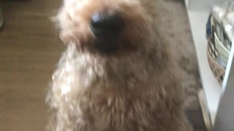Oscar Trump Welsh Terrier Successfully Begs for a Treat