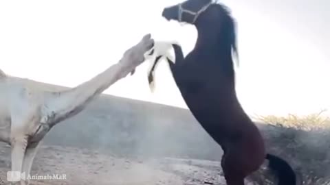 30 Moments Stupid Dog Gets Painful Kick From Horse | Horse vs Lion