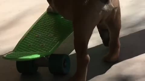 Skating Pup