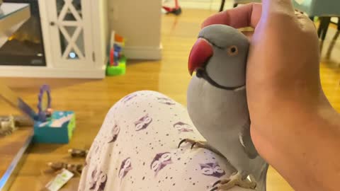 Funny Talking parrot says “poopie”