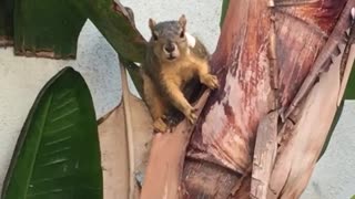 Brown squirrel on tree making weird noises