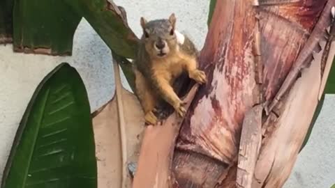 Brown squirrel on tree making weird noises