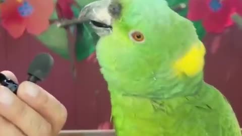 Parrot imitates very funny dog sound