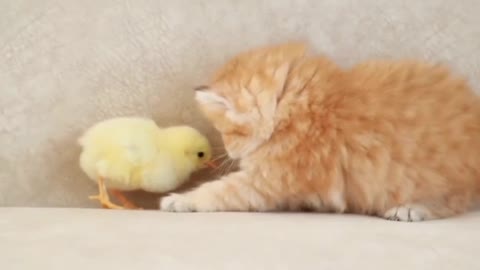 Cat and tinny chicken playing video compilation- 02