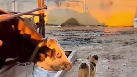 The End #funny #funnyvideos #animals #dog #cat #pet #viarl #foryou #fyp