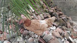 My home chicken