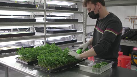 Columbus Hydroponic Farm Provides Fresh, Locally Grown Specialty Ingredients
