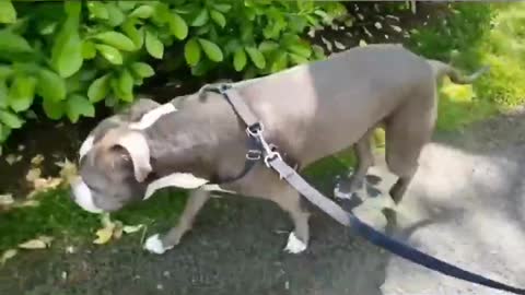 Top American Bully Muscle Training