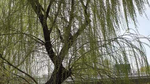Weeping willow in spring.