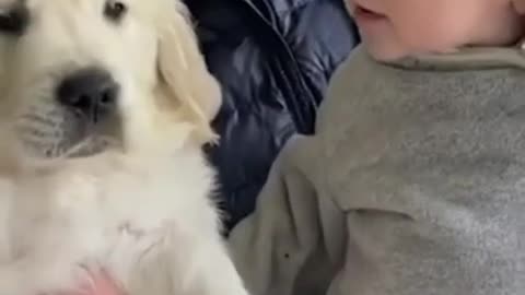 Baby and dogs playing