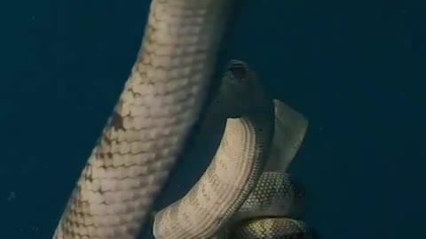 Not one, but two danger noodles… 🐍 👀 Seasnake