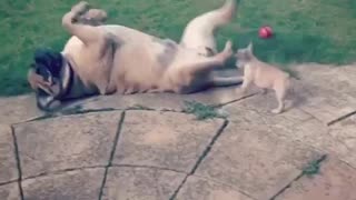 Gentle Giant Dog Minds His Strength With Tiny Frenchie