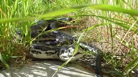 Biggest Python Snake l stretches his jaw