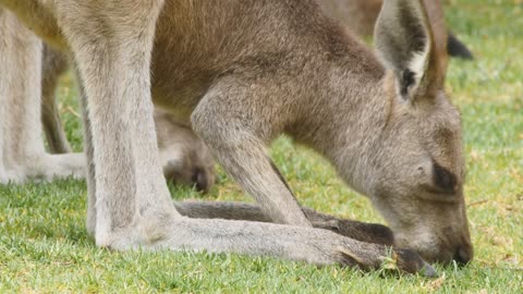 Eastern grey kangaroo marsupial wildlife native to Australia