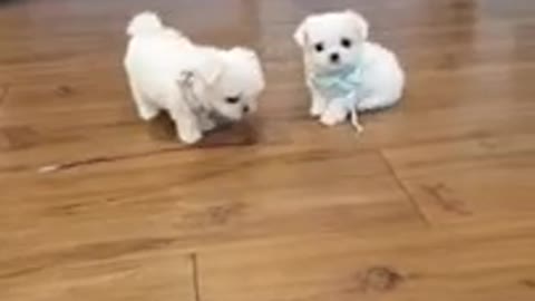 The World's Smallest cutest puppy video