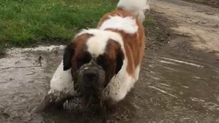 Giant St. Bernard takes messy mud bath