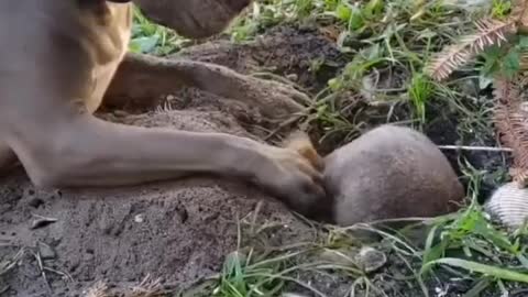 The dog watched the mouse dig the hole with great curiosity