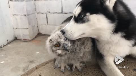 The First Ever Meeting Of Husky And Owl