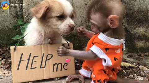 Baby monkey Mini helps puppie bibi mini monkey animal home