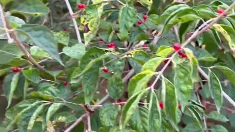 The red beads on the tree are beautiful