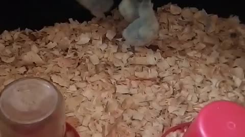 Chicks in a brooder part 9