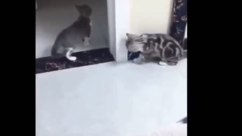Best Funny cat Video - Cat outsmarts another cat