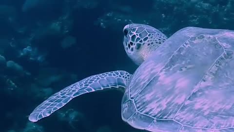 Big Tortoise deep ocean -wildlife