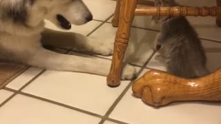 Brown kitten under wooden kitchen chair plays with white husky