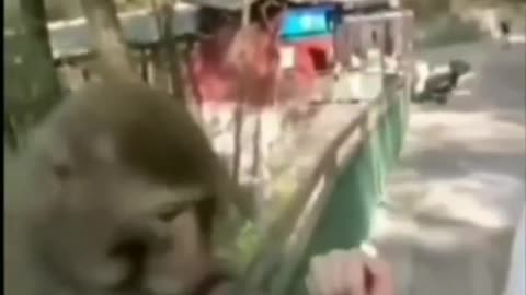 Monkey funny video