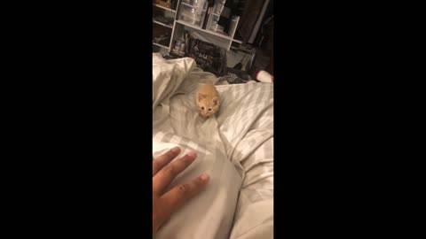 Cute kitty playing with my fingers