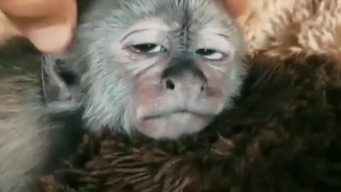 Awesome Baby Monkey Feel Sleepy And Try To Sleep When Dad Plays With Lily Hair .