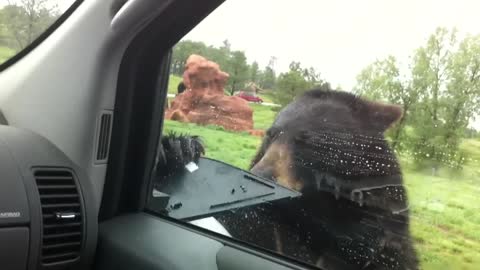 Curious Black Bear Vandalizes Car With Terrified Family Inside