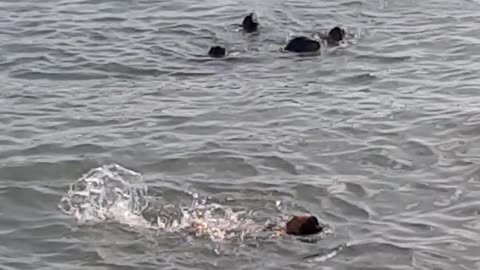 Woman Swims With Sea Lions