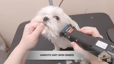 Maltese dog hair and face cutting are trimmed