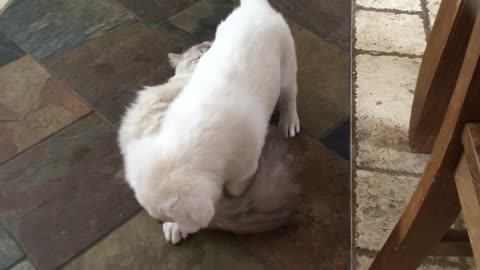 Pup vs cat