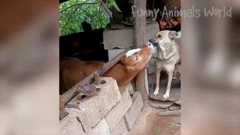 Funny videos of animals and birds (funny video) fun laugh