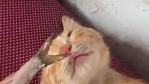 If you like laughter, watch this video. Cat and fish . . funny video