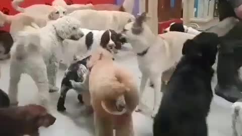 Poodle party