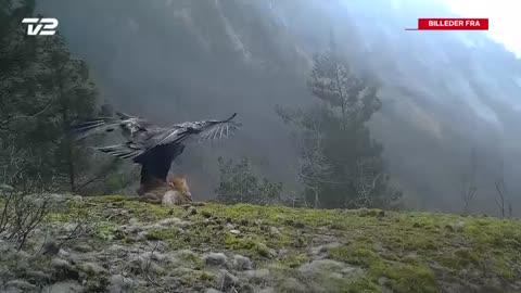 Eagle flying away with a huge Fox, Norway