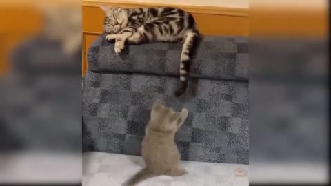Sly kittens and their antics