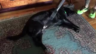 Labrador gets relaxing shop vac massage